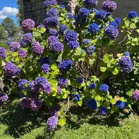 Le Chant Des Pins En Cevennes 3*